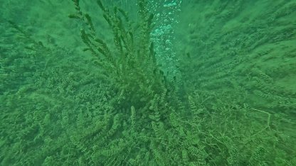 Sapanca Gölü'ndeki kabarcıklar endişeye yol açtı; uzmanı nedenini açıkladı