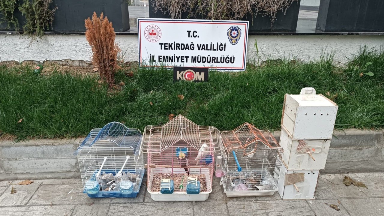 Tekirdağ&#039;da yasa dışı yollarla getirilip üretimi yapılan 7 papağan ve 45 kumru ele geçirildi