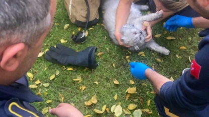 Villadaki yangında mahsur kalan kediyi itfaiye kurtardı