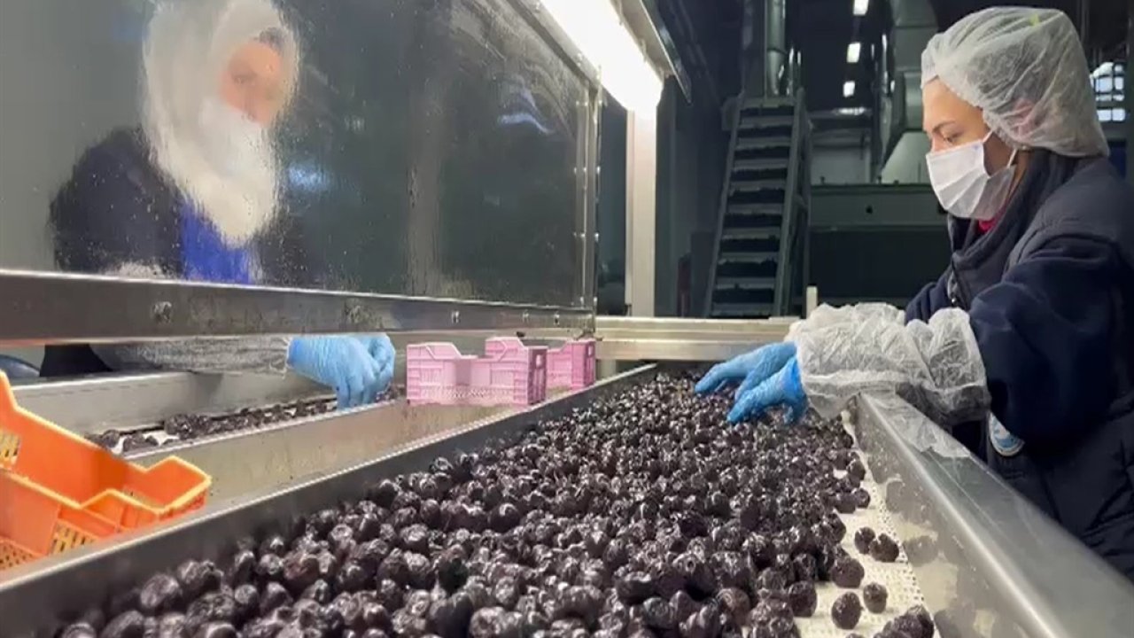 35 milyon dolarlık ihracatla 65 ülkenin sofrasında yer alan Türk zeytininde yeni hedef Orta Doğu pazarı