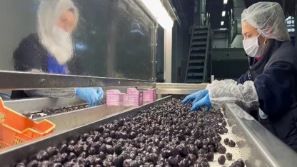 35 milyon dolarlık ihracatla 65 ülkenin sofrasında yer alan Türk zeytininde yeni hedef Orta Doğu pazarı