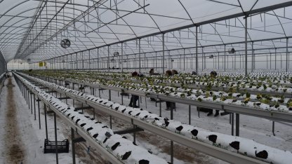 4 bin metrekarelik serada dört mevsim topraksız çilek üretiyor