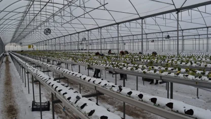 4 bin metrekarelik serada dört mevsim topraksız çilek üretiyor