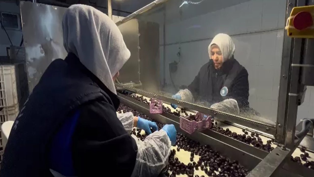 65 ülkeye ihraç edilen Türk zeytini, zeytinyağlı çikolata ve kozmetik ürünlerle de raflarda yer alacak