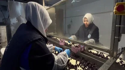 65 ülkeye ihraç edilen Türk zeytini, zeytinyağlı çikolata ve kozmetik ürünlerle de raflarda yer alacak