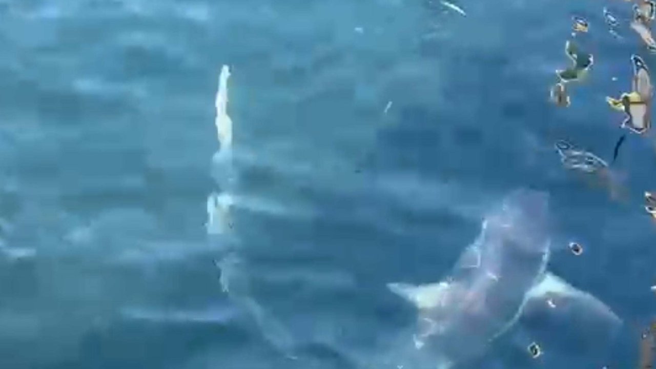 Ağlarına takılan 2 köpek balığını doğal ortamına bıraktılar