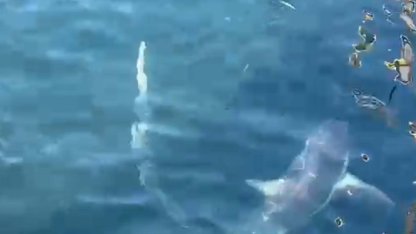 Ağlarına takılan 2 köpek balığını doğal ortamına bıraktılar