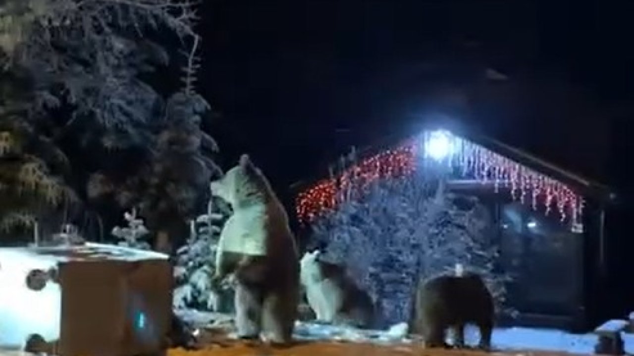 Ayılara kar topu attılar