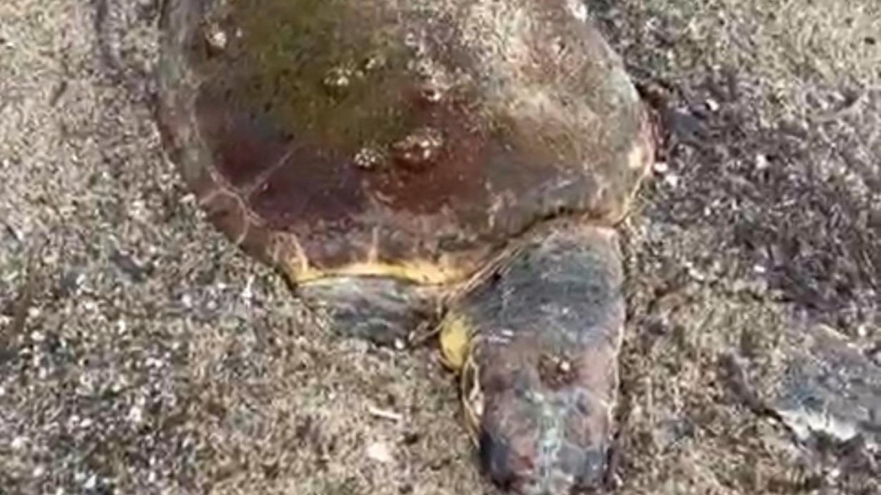 Ayvalık&#039;ta deniz kaplumbağası ölüsü sahile vurdu