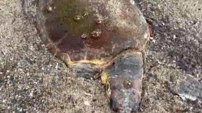 Ayvalık'ta deniz kaplumbağası ölüsü sahile vurdu