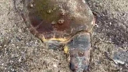 Ayvalık'ta deniz kaplumbağası ölüsü sahile vurdu