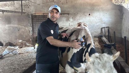 Balıkesir'de 599 bin 74 büyükbaş hayvan şap hastalığına karşı aşılandı