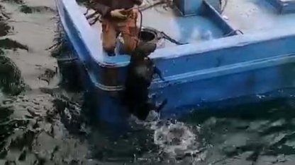 Çanakkale'de denize düşen köpek balıkçılar tarafından kurtarıldı