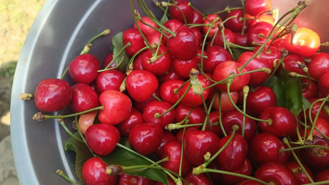 Edirne’den Avrupa’ya ihraç edilen ‘Çeribaşı kirazı’ coğrafi işaret tescili aldı