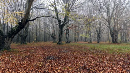 Istranca Dağları etekleri, doğa fotoğrafçıları ve kamp tutkunlarının gözdesi oldu / Ek fotoğraflar