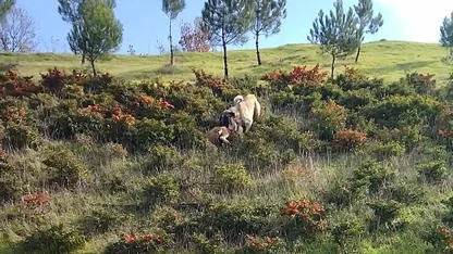 Kangal köpeği ile kurdun boğuştu anlar kamerada