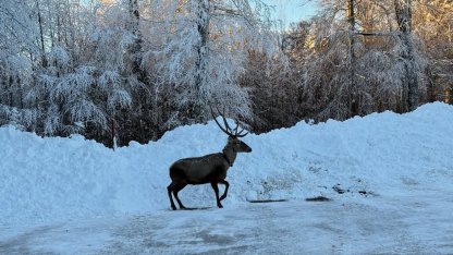 Karla kaplanan Kuzu Yayla Tabiat Parkı'nda kızılgeyik görüntülendi