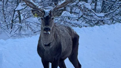 Karla kaplanan Kuzu Yayla Tabiat Parkı'nda kızılgeyik görüntülendi/Ek fotoğraflar
