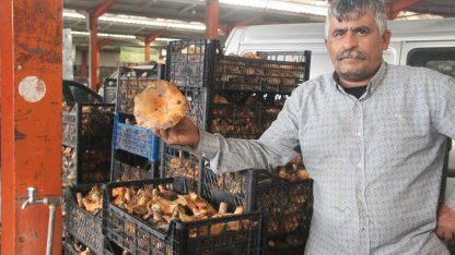 Kaz Dağları'ndan toplanan mantar köylünün gelir kapısı oluyor