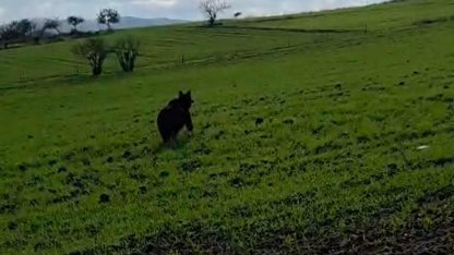 Köy yoluna inen ayı kamerada