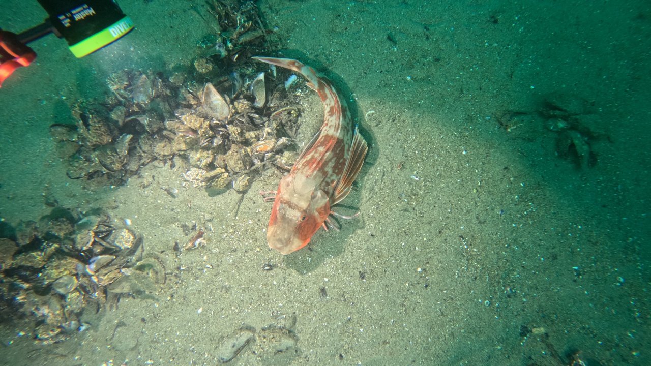 Marmara Denizi’nin ekolojik yapısı analiz edildi