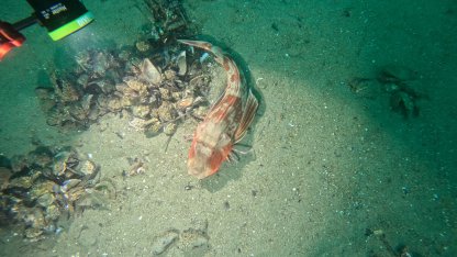 Marmara Denizi’nin ekolojik yapısı analiz edildi