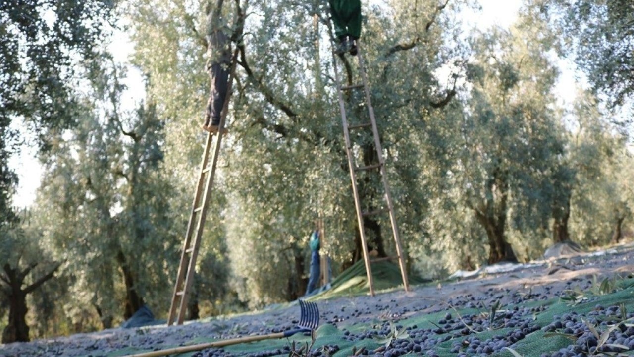 Mehmetçiğin kumanya zeytini, özel olarak seçilip laboratuvarda inceleniyor / Ek fotoğraflar