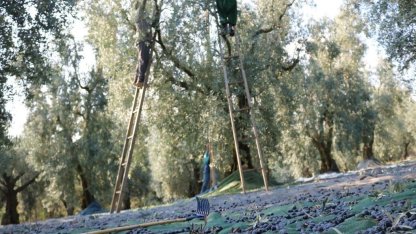 Mehmetçiğin kumanya zeytini, özel olarak seçilip laboratuvarda inceleniyor / Ek fotoğraflar