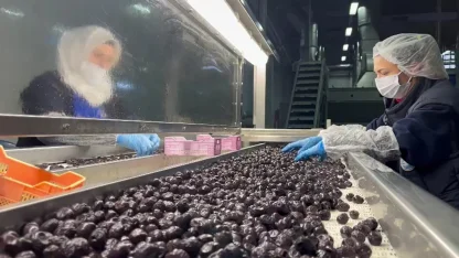 Mehmetçiğin kumanya zeytini, özel olarak seçilip laboratuvarda inceleniyor