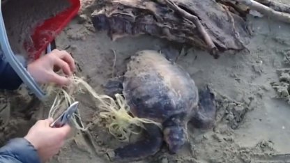 Misina ve ipe dolanan caretta carettayı vatandaşlar kurtardı