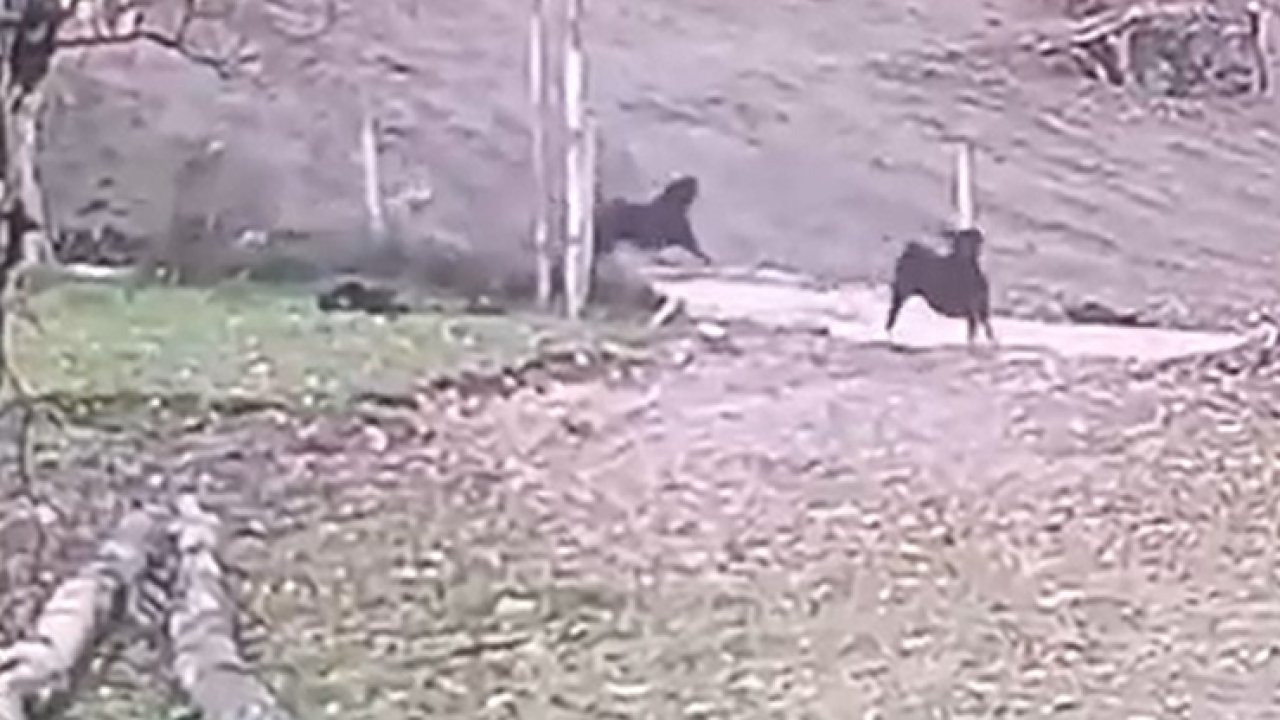 Ormandan inen kurt keçi sürüsüne saldırdı