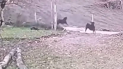 Ormandan inen kurt keçi sürüsüne saldırdı