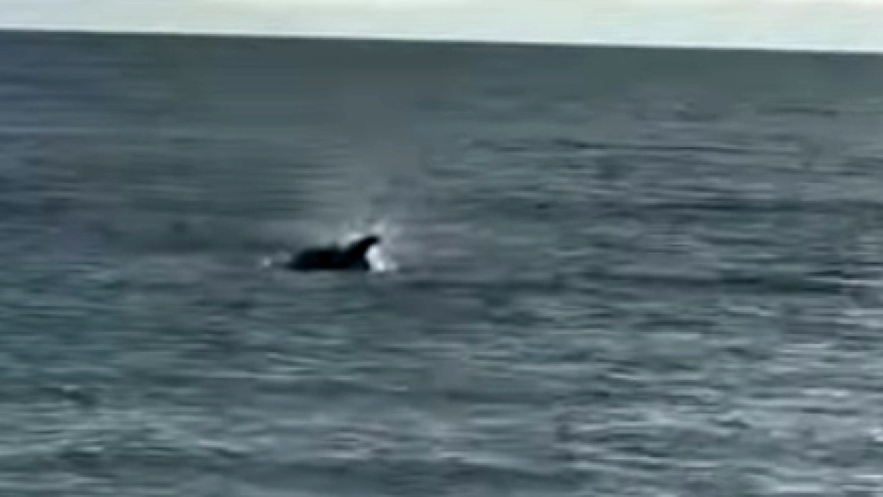 Saros’ta kıyıya yakın yüzen yunus görüntülendi