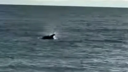 Saros’ta kıyıya yakın yüzen yunus görüntülendi