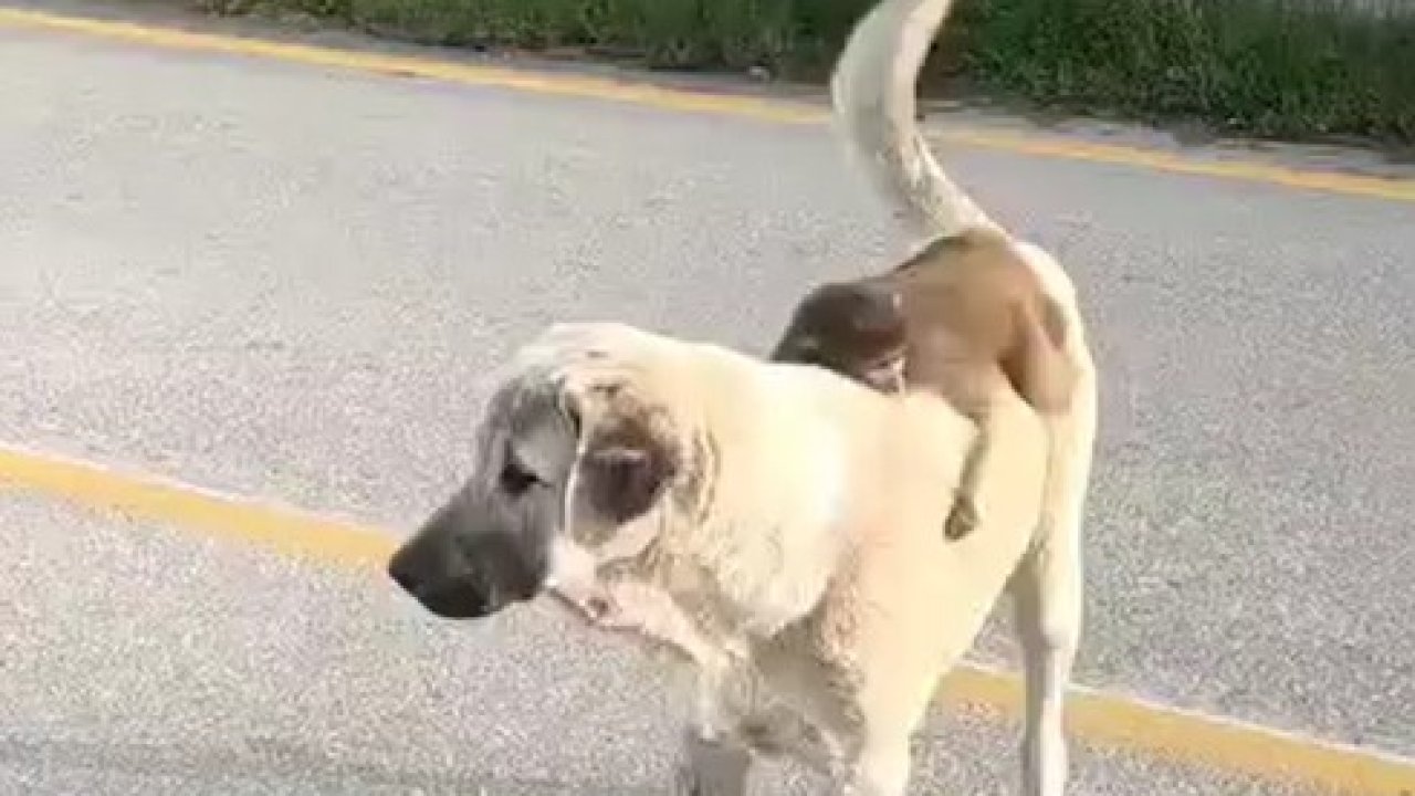Sırtında maymun gezdiren köpek ilgi odağı oldu