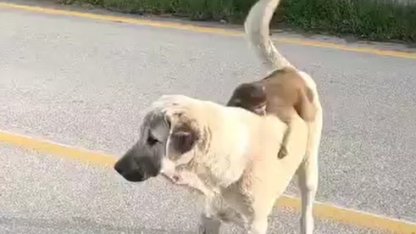 Sırtında maymun gezdiren köpek ilgi odağı oldu