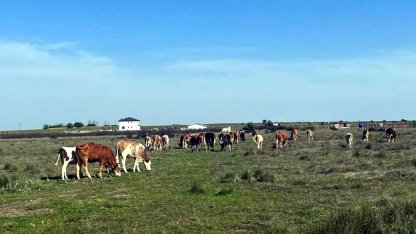 Tekirdağ'a kaçak getirilen 9 büyükbaş hayvan kesime gönderildi