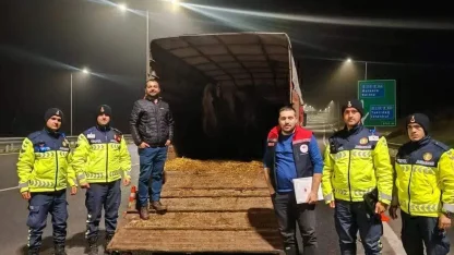 Tekirdağ'da belgesiz hayvan sevkine 134 bin lira ceza