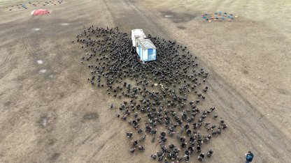 Tekirdağ'da yılbaşı öncesi hindi satışları arttı; dişi hindiye ilgi daha fazla