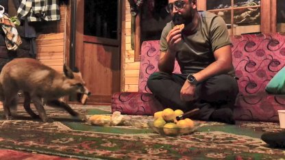 ‘Tilko’ ismini verdiği tilkiyi elleriyle besliyor