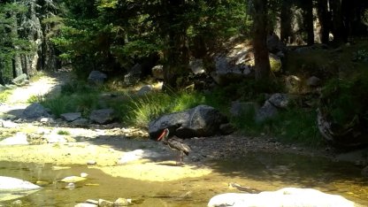 Türkiye'de nadir görülen karaleylek fotokapana yansıdı