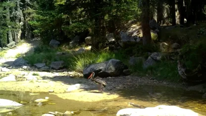 Türkiye'de nadir görülen karaleylek fotokapana yansıdı