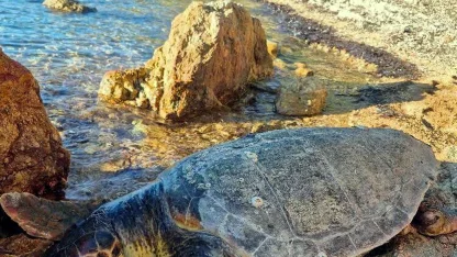 Ayvalık'ta kıyıya ölü deniz kaplumbağası vurdu