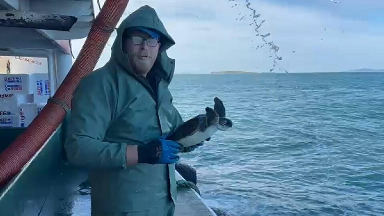 Çanakkale'de balık ağına takılan caretta caretta kurtarıldı