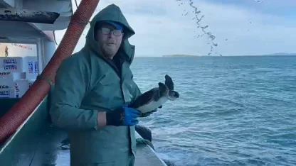 Çanakkale'de balık ağına takılan caretta caretta kurtarıldı