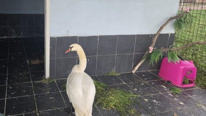 Edirne’de bitkin halde bulunan kuğu, bakıma alındı