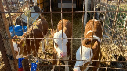 Edirneli besicilerin üçüz buzağı sevinci