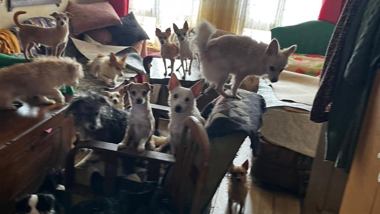 Evde sağlıksız koşullarda tutulan 55 hayvan koruma altına alındı