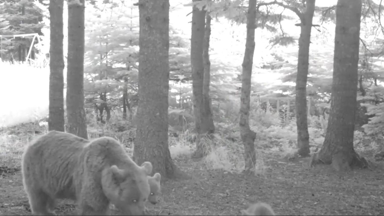 Kış uykusuna yatmayan anne bozayı, 3 yavrusuyla fotokapana yansıdı