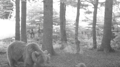 Kış uykusuna yatmayan anne bozayı, 3 yavrusuyla fotokapana yansıdı